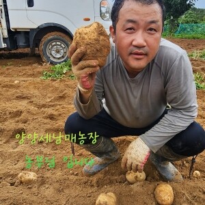 양양세남매농장 강원도  두백 햇감자 5kg,10kg,20kg